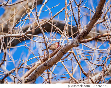 Close up shot of American goldfinch eating on a tree 87764330