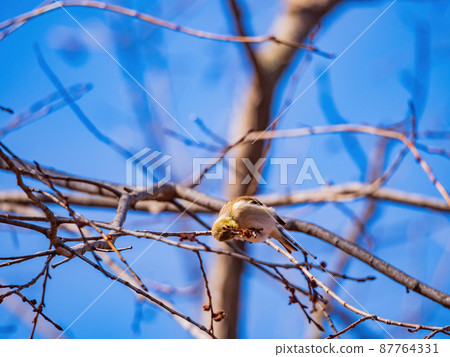 Close up shot of American goldfinch eating on a tree 87764331