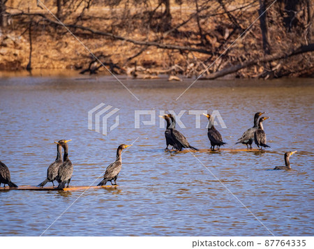Close up shot of many Double-crested cormorant 87764335