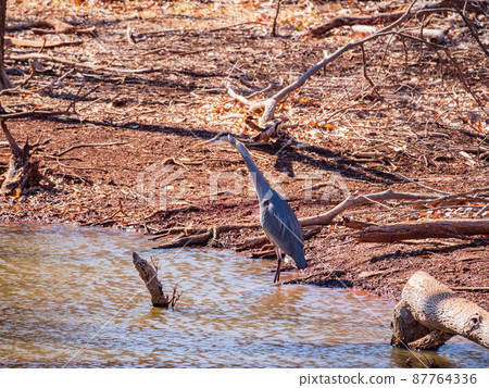 Close up shot of a Great blue heron in pond 87764336