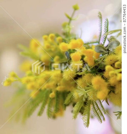 美麗的含羞草國際婦女節*方形組成 美麗的含羞草國際婦女節*方形組成 87764453