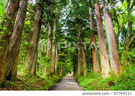 Togakushi Shrine, Nagano Prefecture-Okusha approach to trees and Zuijinmon- Togakushi Shrine, Nagano Prefecture-Okusha approach to trees and Zuijinmon- 87764511