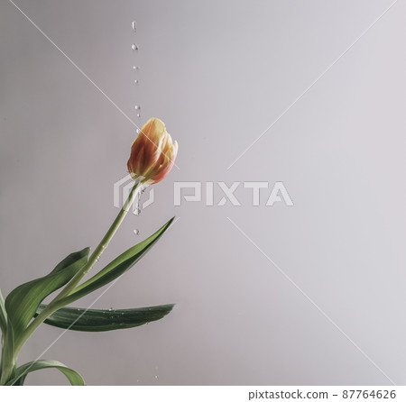 Spring flower of red-yellow tulip with water drops, freshness 87764626