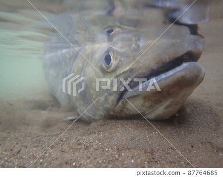 Amemas underwater photography 87764685