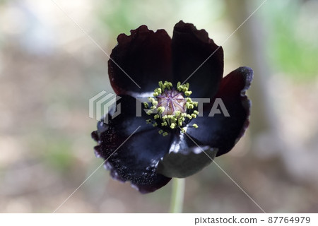 Poppy black flower Blackmagic blooms in the garden Poppy black flower Blackmagic blooms in the garden 87764979