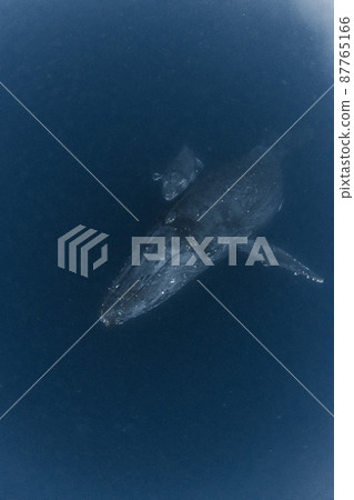 Parent and child of humpback whale Parent and child of humpback whale 87765166