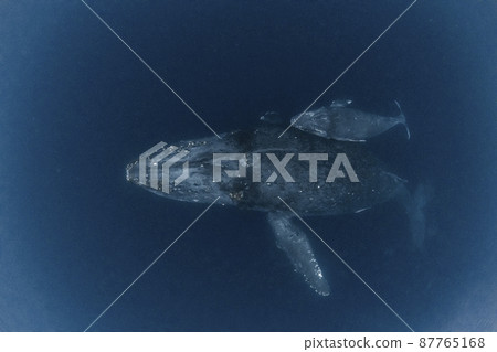 Parent and child of humpback whale 87765168
