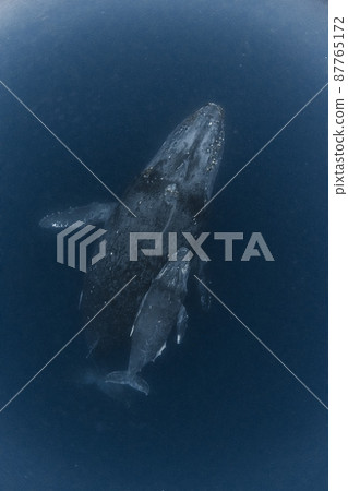Parent and child of humpback whale Parent and child of humpback whale 87765172
