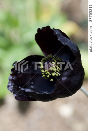 罌粟黑花 Blackmagic 在花園裡綻放 87765211