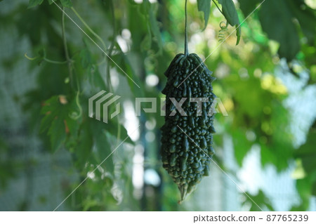 陽台園藝苦瓜 照片位置：大和市（神奈川縣） 87765239