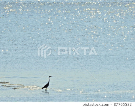 海和蒼鷺 海和蒼鷺 87765582