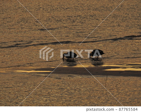 兩隻鴨子的晚上視圖 兩隻鴨子的晚上視圖 87765584