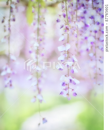 美麗的淡紫色紫藤花和黃綠色背景 美麗的淡紫色紫藤花和黃綠色背景 87765601