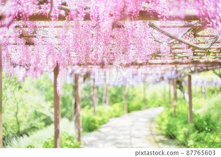 Bright pink wisteria flowers Bright pink wisteria flowers 87765603