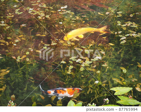 莫奈的池塘鯉魚 87765994