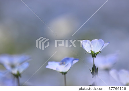 Nemophila field 87766126