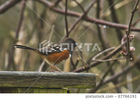 Spotted towhee staying on the fence Burnaby British Columbia Canada Spotted towhee staying on the fence Burnaby British Columbia Canada 87766191