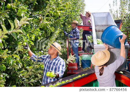 Workers harvesting ripe apples using sorting machine 87766456