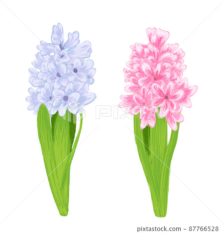 風信子手繪插畫(淺紫色、粉色) 風信子手繪插畫(淺紫色、粉色) 87766528