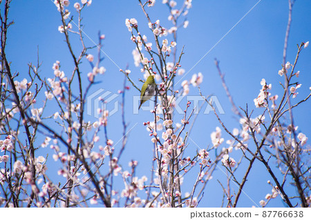 Plum blossom and white-eye Plum blossom and white-eye 87766638