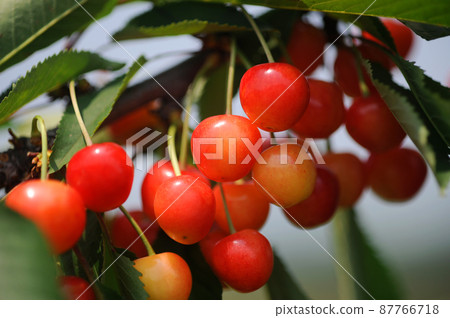 Cherry tree Cherry tree 87766718