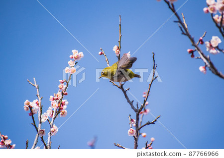 Plum blossom and white-eye Plum blossom and white-eye 87766966