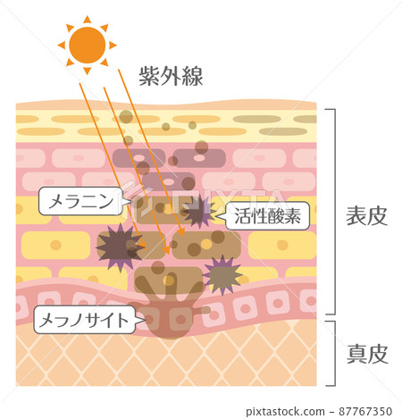 Skin Structure/Skin Structure_UV Skin Structure/Skin Structure_UV 87767350