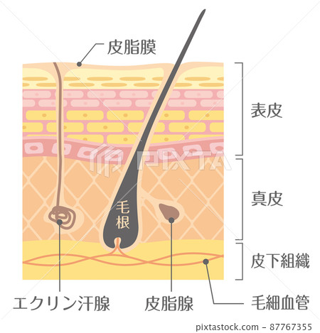 皮膚結構/皮膚結構 87767355