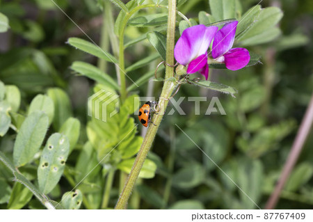 Ladybird Ladybird 87767409