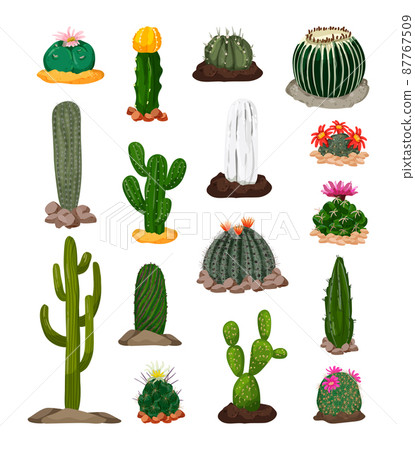 Collection of realistic wild cacti. Detailed illustrations. 87767509