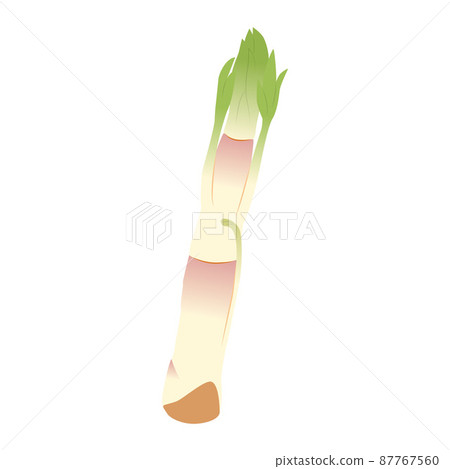 Udo illustration - Stock Illustration [87767560] - PIXTA