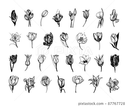 Collection of monochrome illustrations of tulip in sketch style. Hand drawings in art ink style. Black and white graphics. Collection of monochrome illustrations of tulip in sketch style. Hand drawings in art ink style. Black and white graphics. 87767728