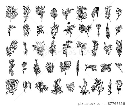Collection of monochrome illustrations of medicinal plants in sketch style. Hand drawings in art ink style. Black and white graphics. Collection of monochrome illustrations of medicinal plants in sketch style. Hand drawings in art ink style. Black and white graphics. 87767836