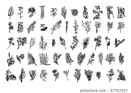 Collection of monochrome illustrations of medicinal plants in sketch style. Hand drawings in art ink style. Black and white graphics. Collection of monochrome illustrations of medicinal plants in sketch style. Hand drawings in art ink style. Black and white graphics. 87767837