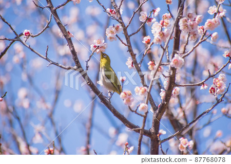 Plum blossom and white-eye 87768078