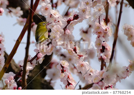Osaka Castle Umebayashi 2022 in Osaka Castle Park 87768254