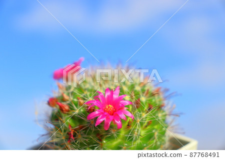 Cactus Tsukikagemaru Flower Blue Sky 87768491