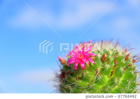 Cactus Tsukikagemaru Flower Blue Sky 87768492