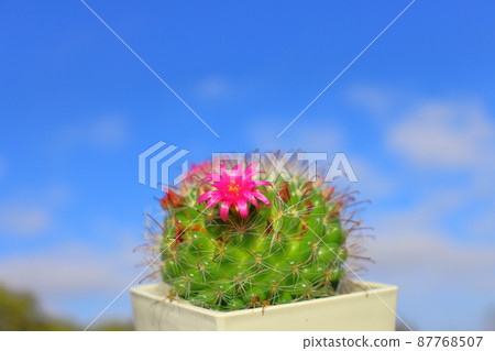 Cactus Tsukikagemaru Flower Blue Sky 87768507