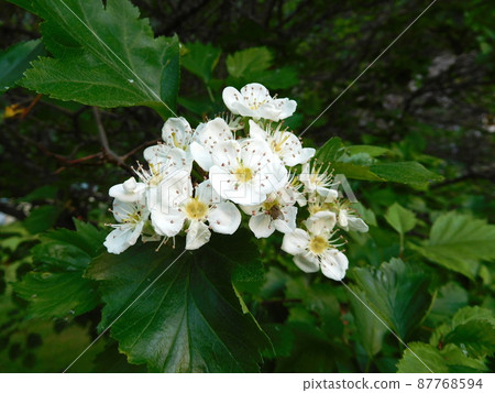 Norwegian Laerdal Azukinashi flower Norwegian Laerdal Azukinashi flower 87768594