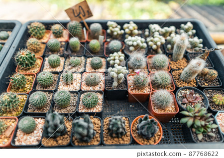 Cactus in a small farm at home Cactus in a small farm at home 87768622
