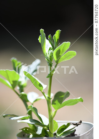 蠶豆苗 87768720
