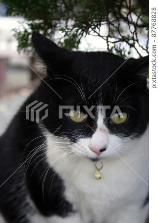 Cat B & W Cat B & W 87768828