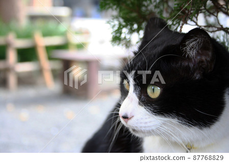 Cat B & W Cat B & W 87768829