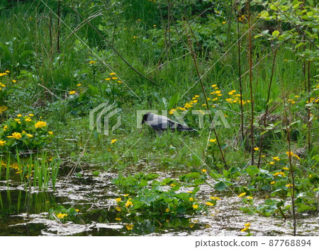 Norwegian Laerdal Ryukinka hooded crow Norwegian Laerdal Ryukinka hooded crow 87768894