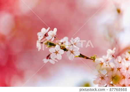 Cherry Blossoms	 87768988