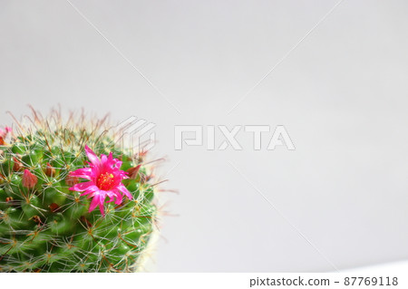 Cactus Tsukikagemaru flower 87769118