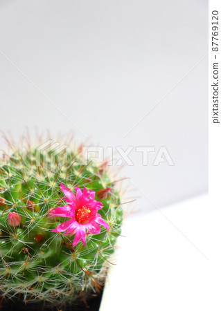 Cactus Tsukikagemaru flower Cactus Tsukikagemaru flower 87769120