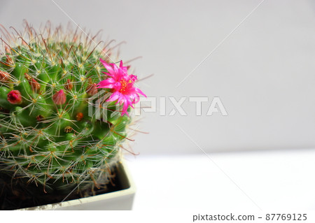 Cactus Tsukikagemaru flower Cactus Tsukikagemaru flower 87769125