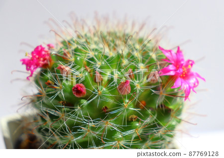 仙人掌月影丸花 87769128